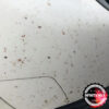 Insect Strip